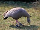 Cape Barren Goose (WWT Slimbridge March 2012) - pic by Nigel Key